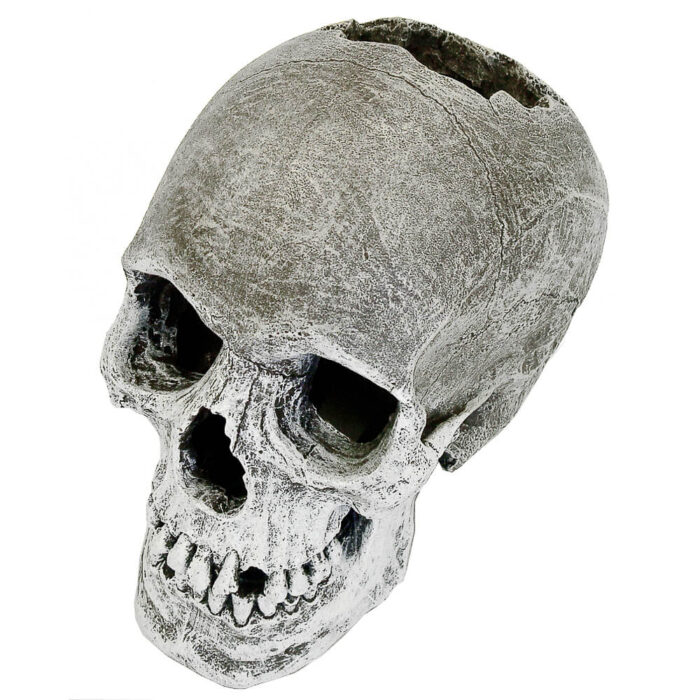 EE-358 - Exotic Environments® Life-like Human Skull
